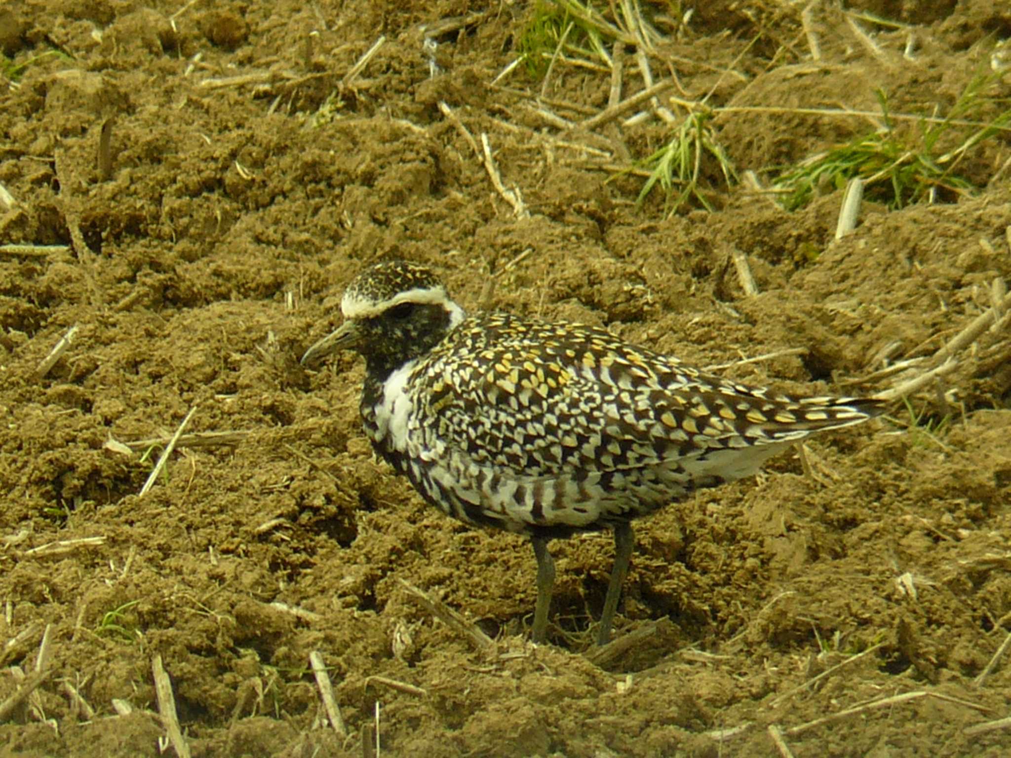 Pacific Golden Plover