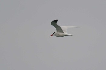 2021年4月9日(金) 大瀬海岸(奄美大島)の野鳥観察記録