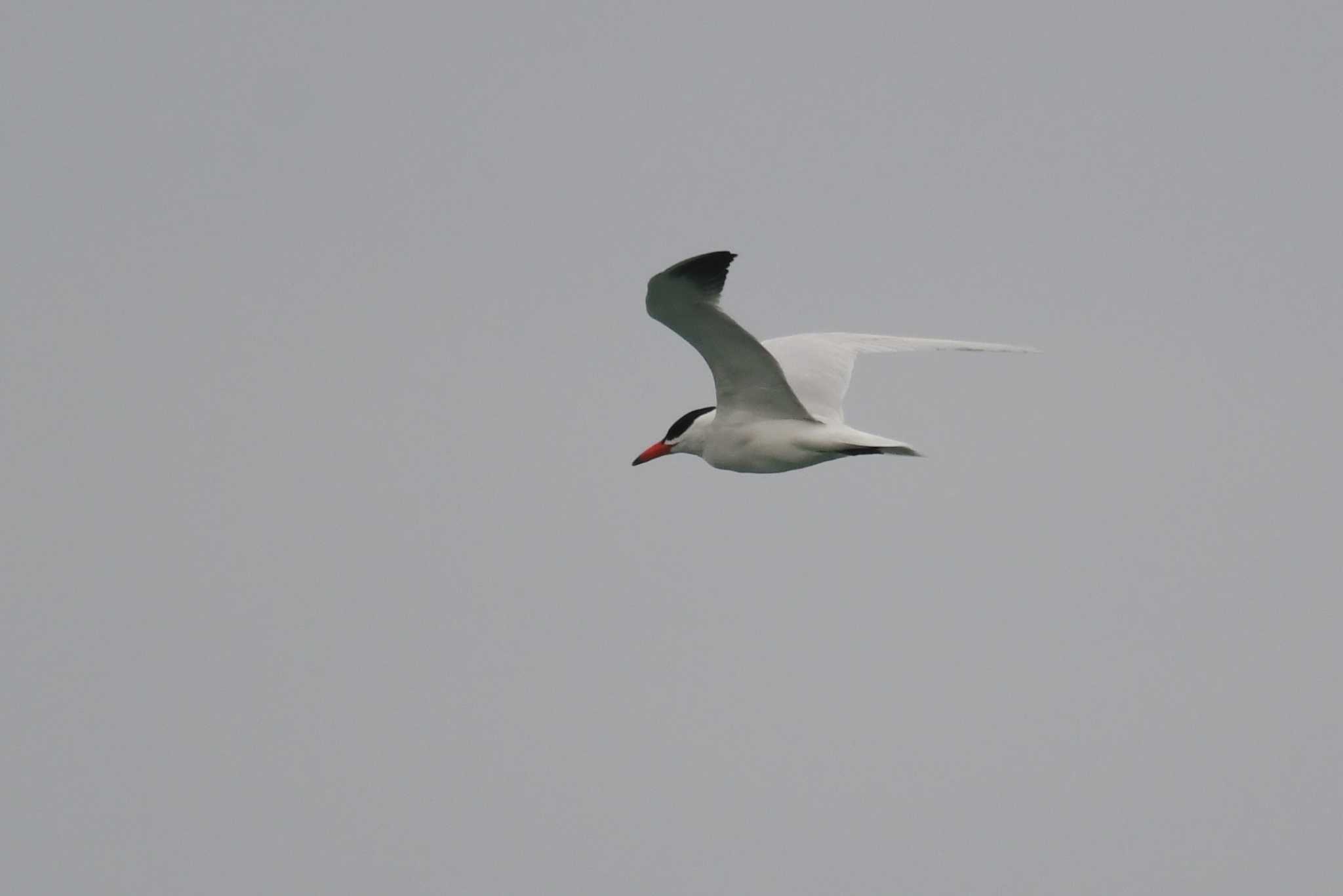 Photo of Caspian Tern at 大瀬海岸(奄美大島) by あひる