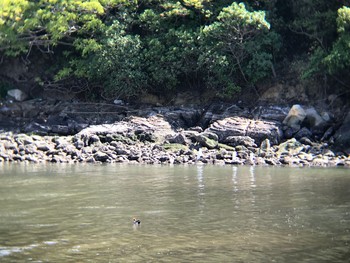 2021年4月27日(火) 和歌山県田辺市新庄町の野鳥観察記録