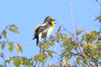 キビタキ こども自然公園 (大池公園/横浜市) 2021年4月27日(火)