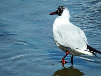 ユリカモメ 富岡並木ふなだまり公園 2021年4月26日(月)