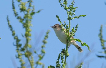 セッカ 秋ヶ瀬公園付近 2021年4月26日(月)