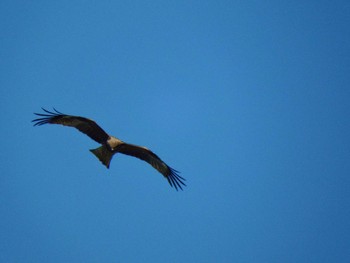 Black Kite 富岡並木ふなだまり公園 Mon, 4/26/2021