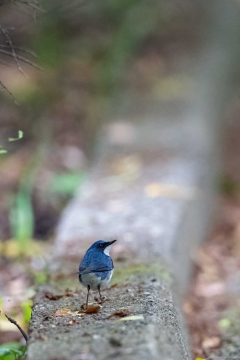 Siberian Blue Robin Unknown Spots Fri, 4/23/2021