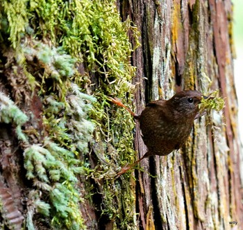 Eurasian Wren 埼玉 Fri, 4/16/2021