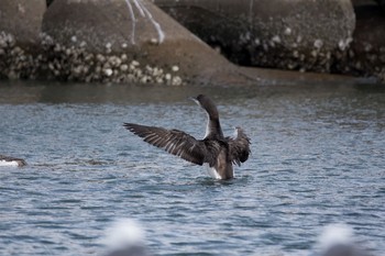 オオハム 波崎漁港 2017年2月24日(金)