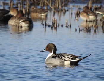 2021年2月11日(木) 谷津干潟の野鳥観察記録