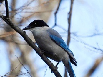 2021年2月13日(土) 石神井公園・その他周辺の野鳥観察記録