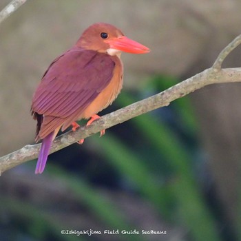 Ruddy Kingfisher(bangsi) Ishigaki Island Sat, 4/10/2021