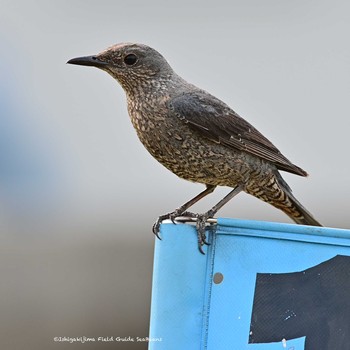 Blue Rock Thrush Ishigaki Island Sat, 4/10/2021