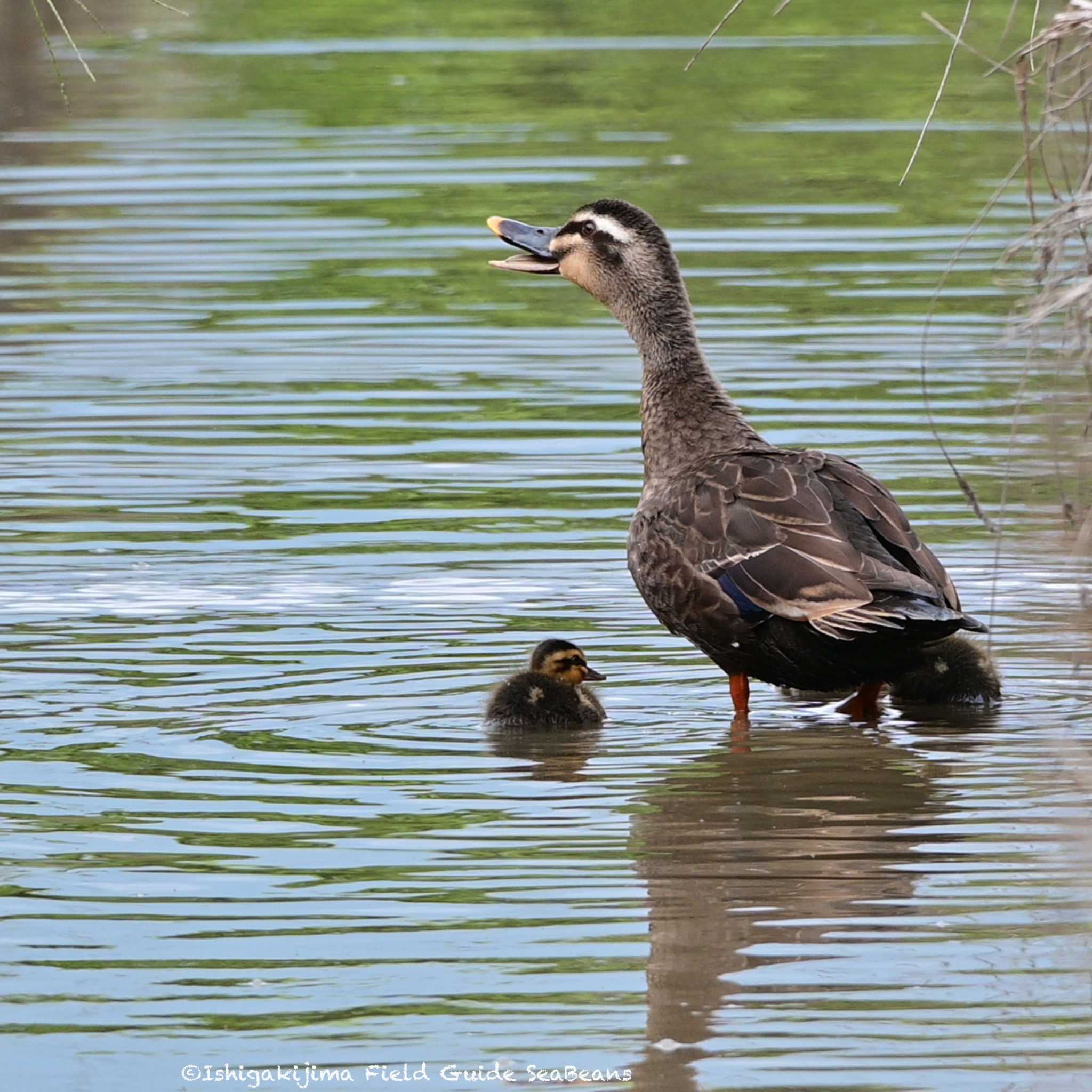 Photo of Eastern Spot-billed Duck at Ishigaki Island by 石垣島バードウオッチングガイドSeaBeans