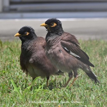 Common Myna Ishigaki Island Sat, 4/24/2021