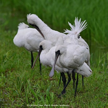 Black-faced Spoonbill Ishigaki Island Sat, 4/17/2021