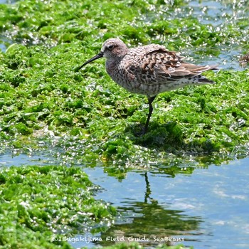 Curlew Sandpiper Ishigaki Island Sat, 4/24/2021