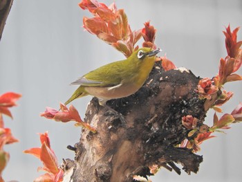 Warbling White-eye 埼玉県所沢市 Wed, 4/28/2021