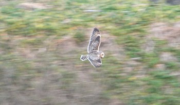 Short-eared Owl Watarase Yusuichi (Wetland) Sat, 2/25/2017