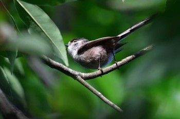2021年4月28日(水) 長浜公園の野鳥観察記録
