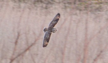 Short-eared Owl Watarase Yusuichi (Wetland) Sat, 2/25/2017