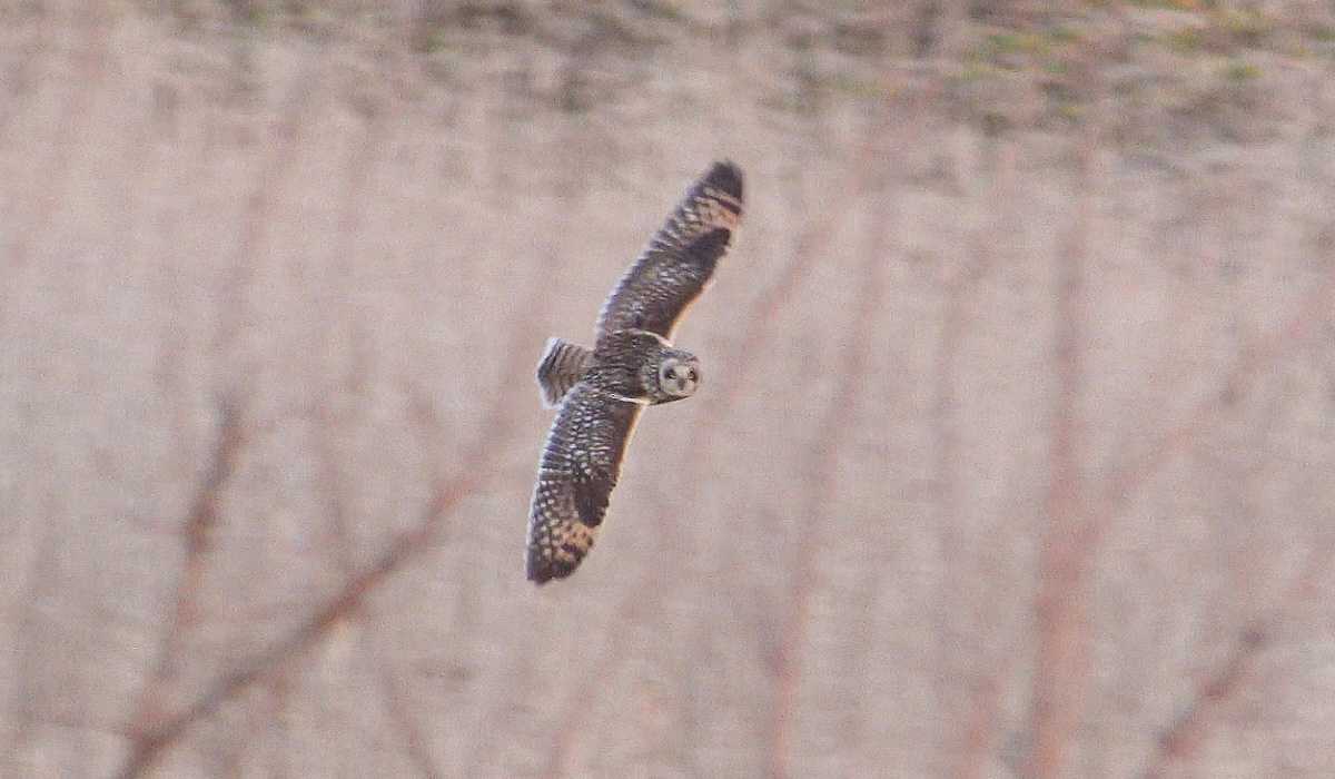 コミミズクの飛翔 by Birdlover.jp