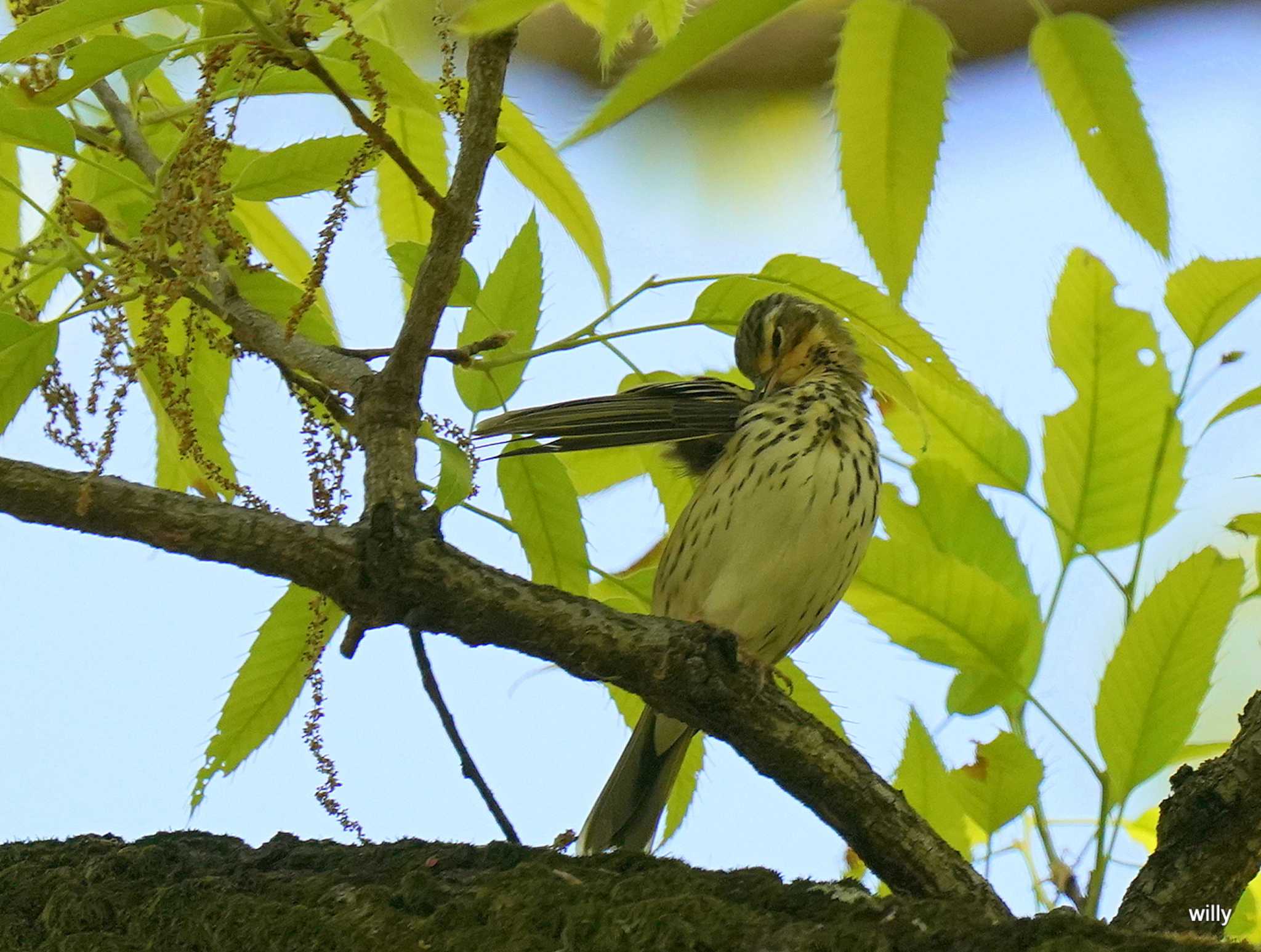 Photo of Olive-backed Pipit at Akigase Park by willy