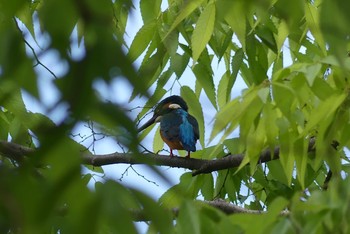 カワセミ 大阪府 2021年4月27日(火)