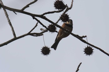 ヤマガラ 滋賀県甲賀市甲南町創造の森 2017年2月25日(土)