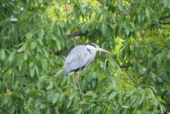 2021年4月25日(日) 大阪府の野鳥観察記録