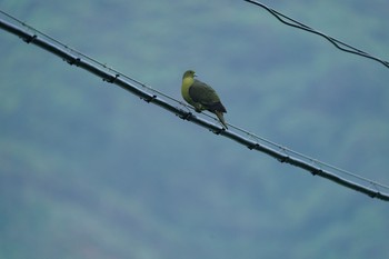 White-bellied Green Pigeon 大熊漁港 Sat, 4/17/2021