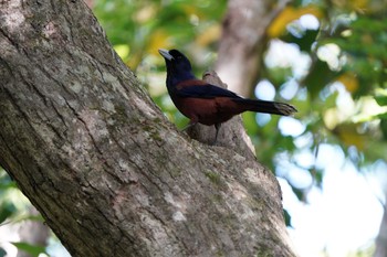 Sun, 4/18/2021 Birding report at Amami Nature Observation Forest