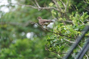 Grey-faced Buzzard Amami Nature Observation Forest Sat, 4/17/2021