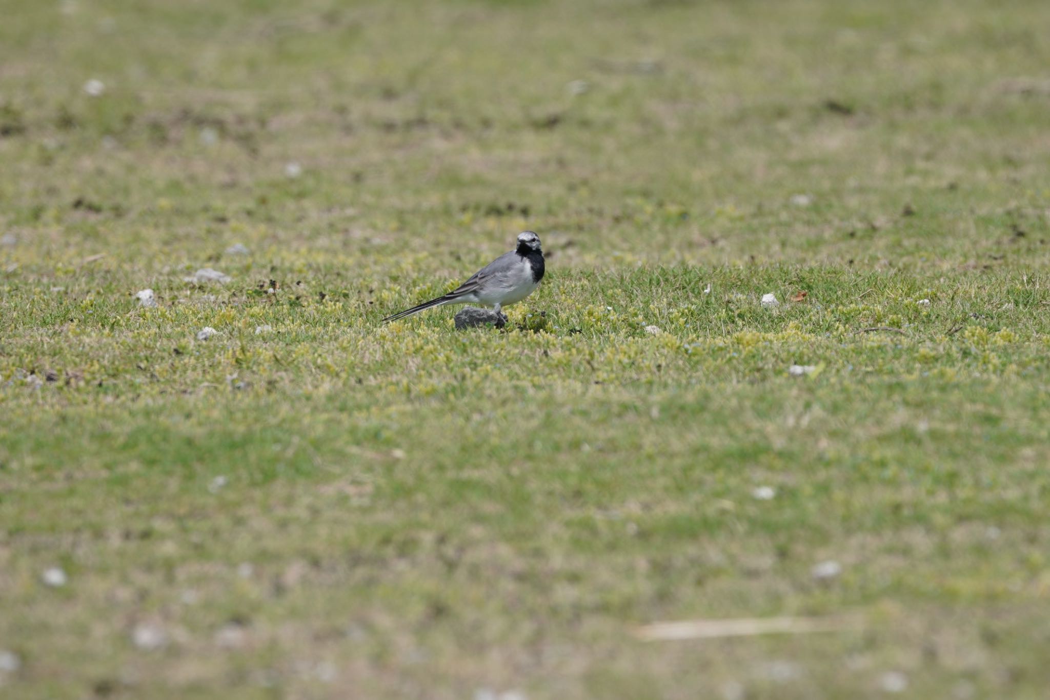 White Wagtail(ocularis)