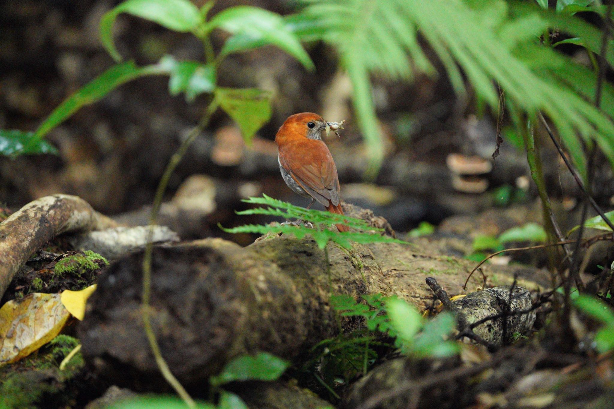 Photo of Ryukyu Robin at Amami Nature Observation Forest by 結城