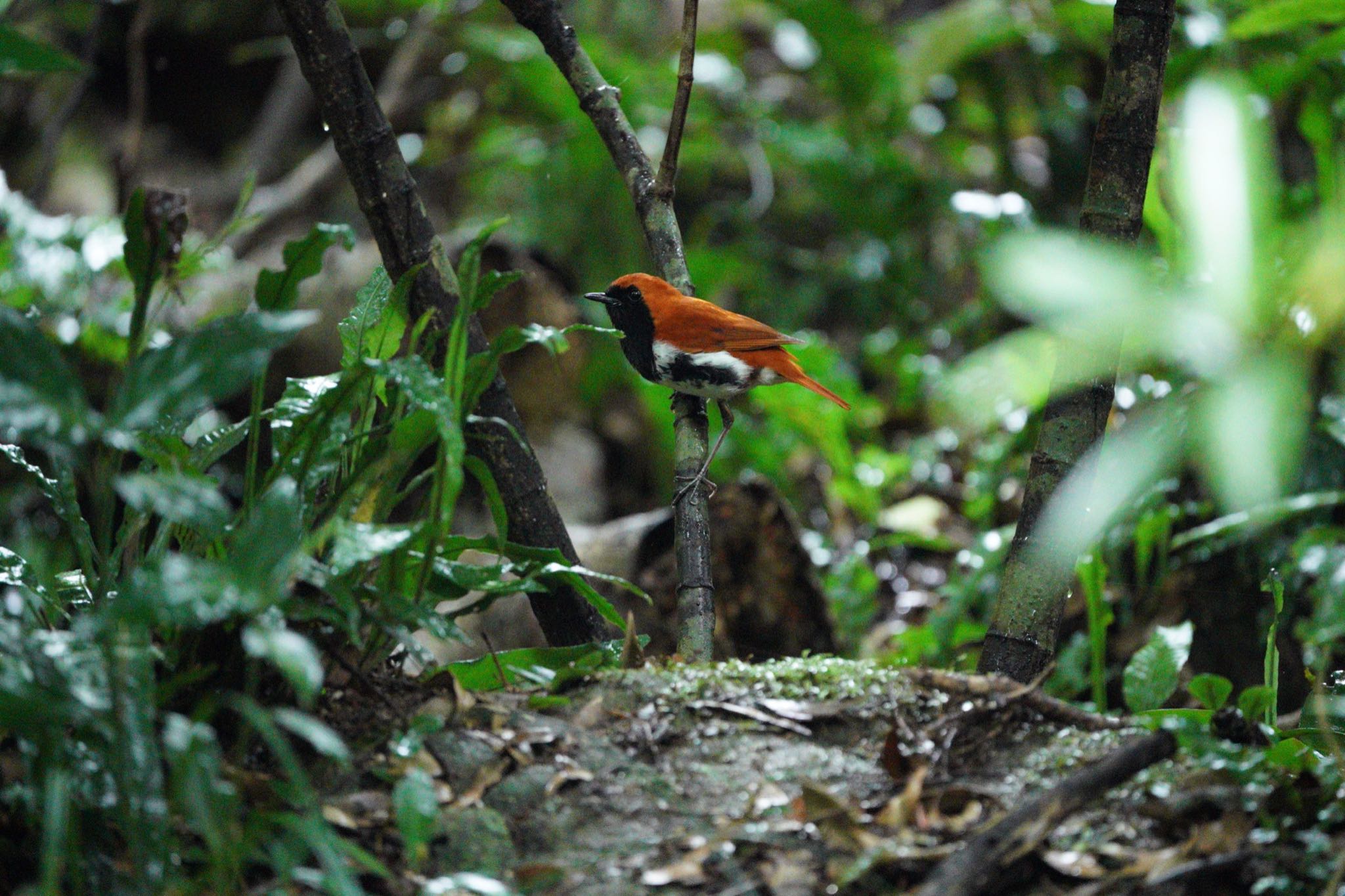 Photo of Ryukyu Robin at Amami Nature Observation Forest by 結城