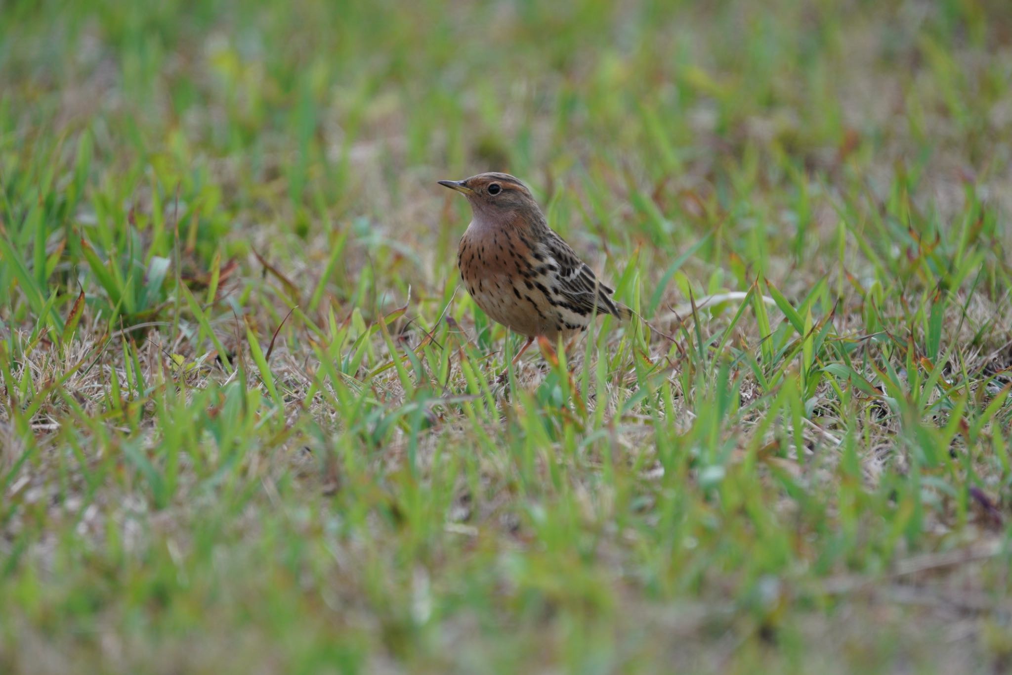 Photo of Red-throated Pipit at 宇宿漁港 by 結城