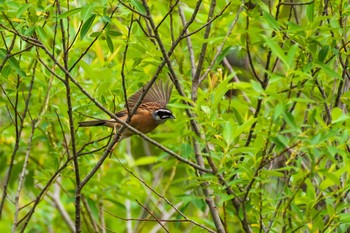 Meadow Bunting Kitamoto Nature Observation Park Sun, 4/25/2021