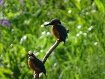 カワセミ 場所が不明 2021年4月28日(水)