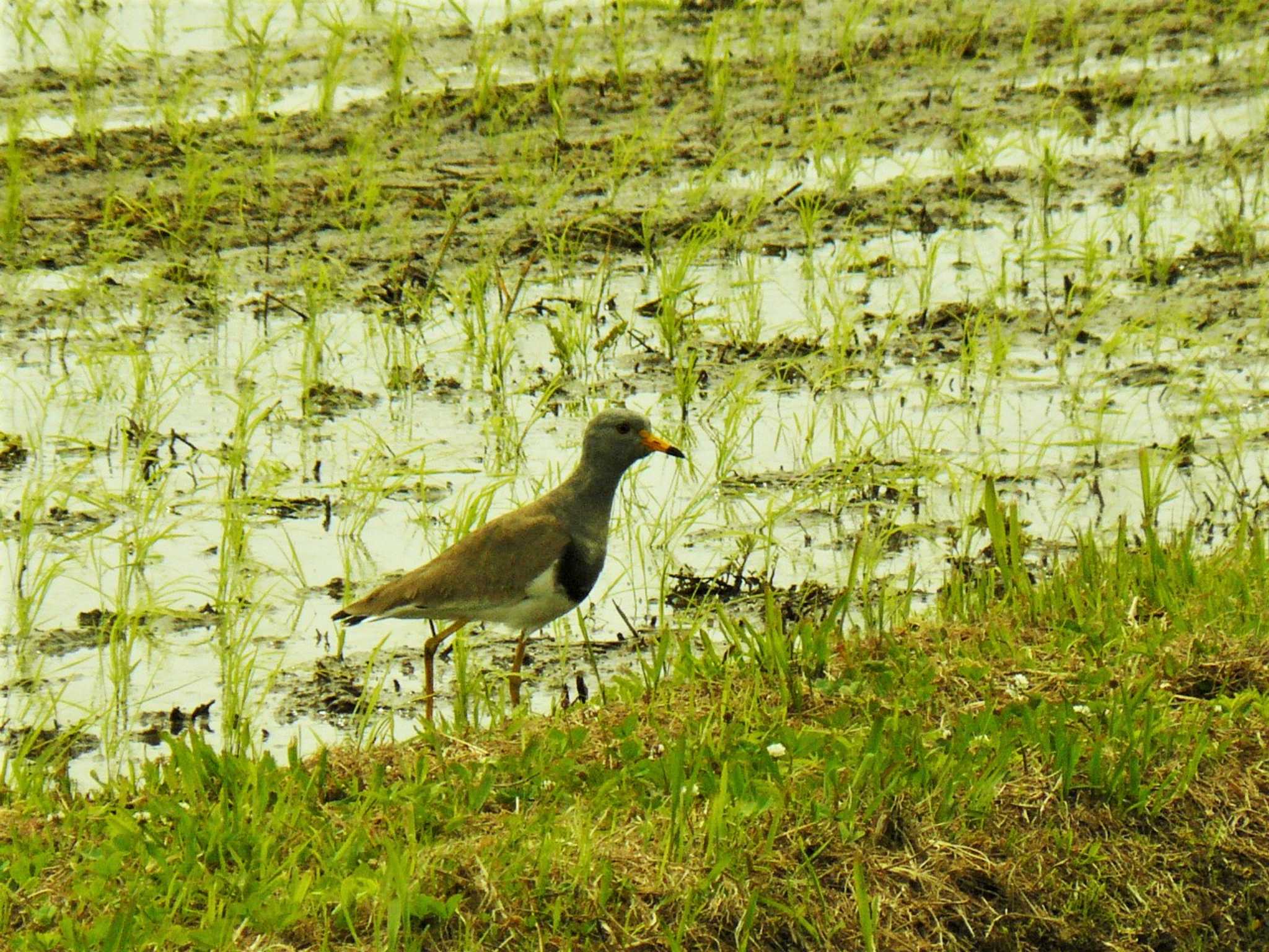 Grey-headed Lapwing