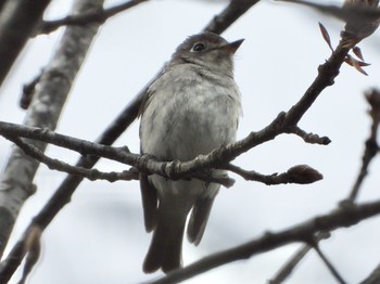 Asian Brown Flycatcher 青森市野木和公園 Wed, 4/28/2021