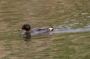 Eurasian Teal Kitamoto Nature Observation Park Sun, 4/25/2021