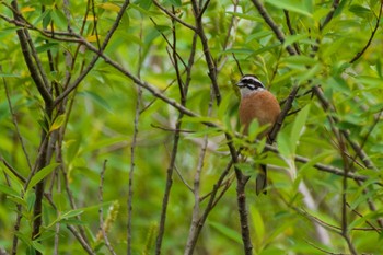 Meadow Bunting Kitamoto Nature Observation Park Sun, 4/25/2021