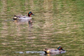 Eurasian Teal Kitamoto Nature Observation Park Sun, 4/25/2021