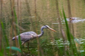 アオサギ 北本自然観察公園 2021年4月25日(日)