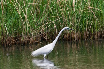 Great Egret Kitamoto Nature Observation Park Sun, 4/25/2021