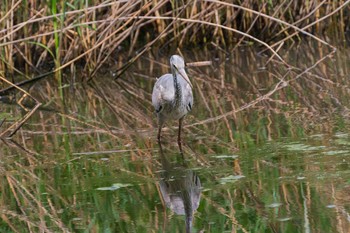 Grey Heron Kitamoto Nature Observation Park Sun, 4/25/2021