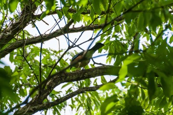 Eurasian Jay Kitamoto Nature Observation Park Sun, 4/25/2021