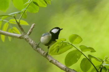 Japanese Tit Kitamoto Nature Observation Park Sun, 4/25/2021