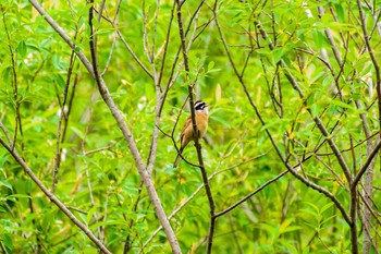 Meadow Bunting Kitamoto Nature Observation Park Sun, 4/25/2021