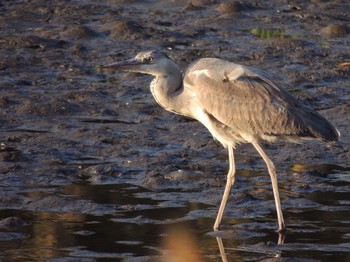 アオサギ 葛西臨海公園 2021年4月23日(金)