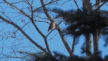 Hawfinch 忠和体育館 Thu, 4/22/2021